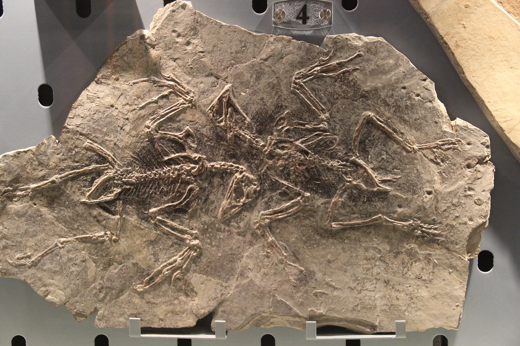 A large fossil slab shows two well-preserved skeletons of Zhongornis, showcasing their delicate bones.