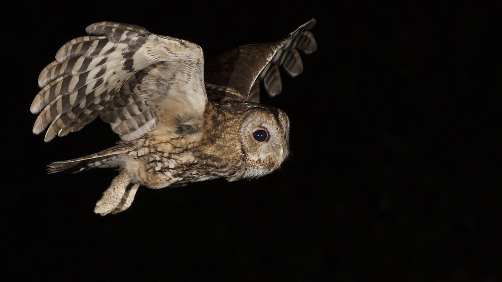 A tawny owl glides through the dark, its wings spread wide in flight.