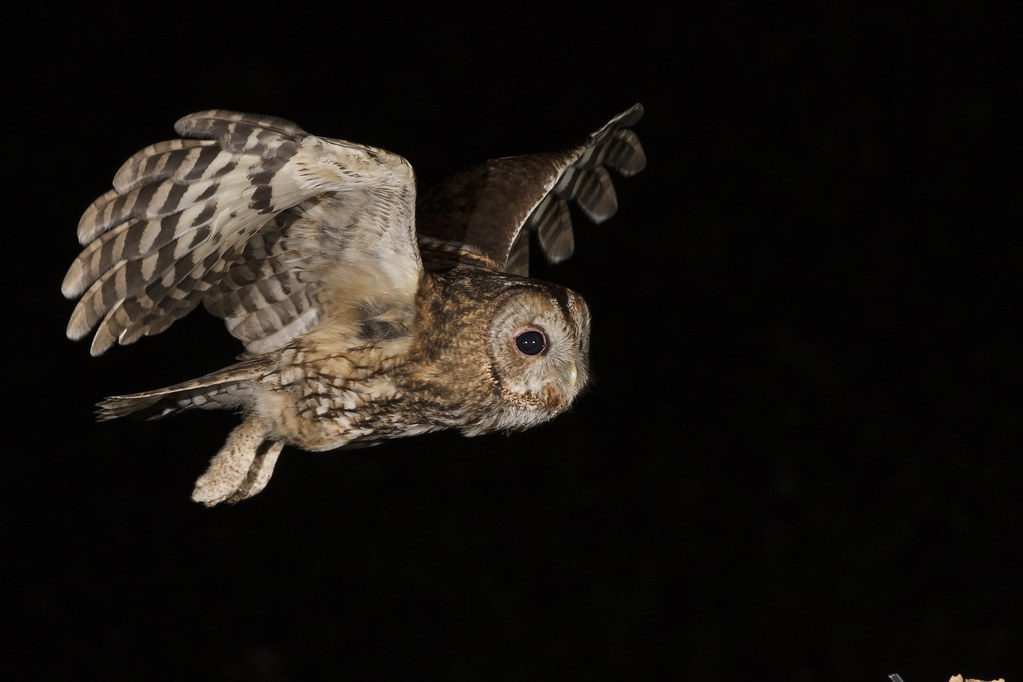 A tawny owl glides through the dark, its wings spread wide in flight.