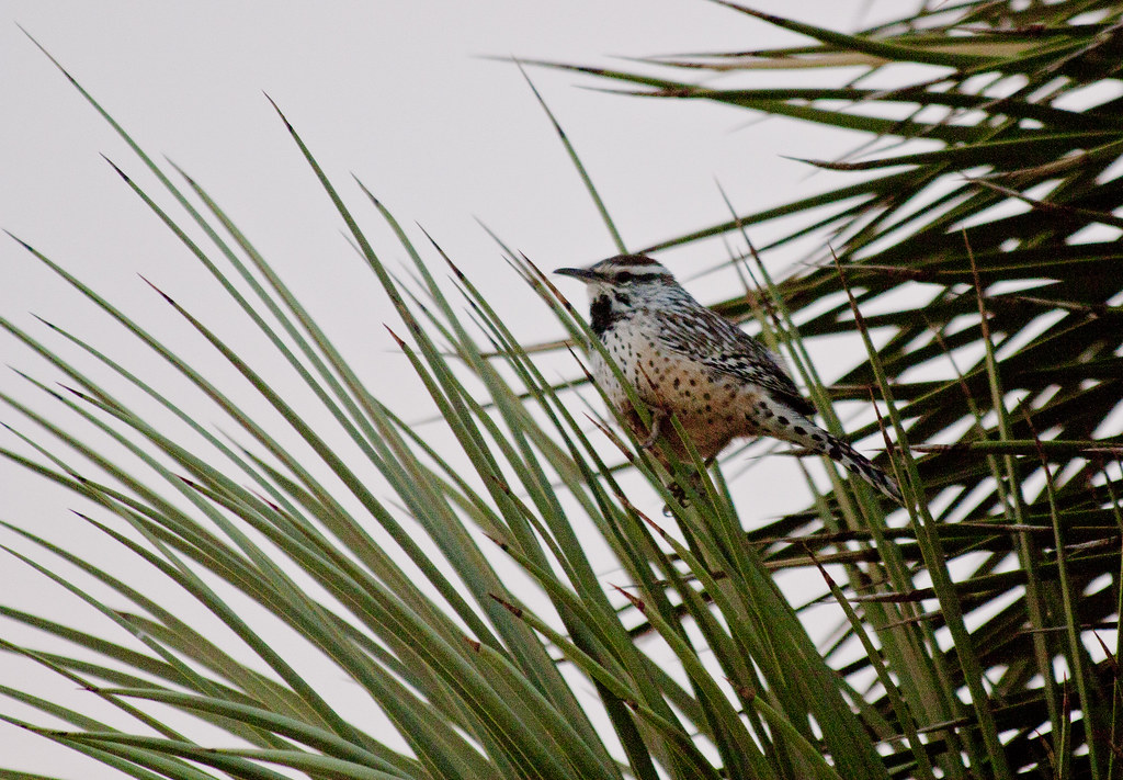 A cactus wren with speckled breast and striped head perches on spiky green leaves.
