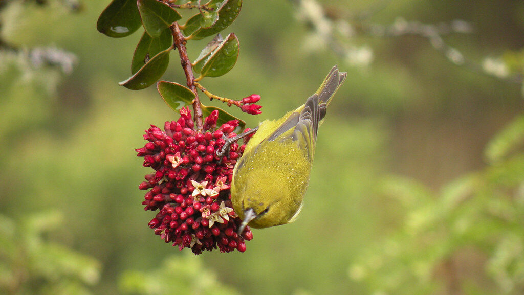 Hawaii Amakihi (Hawaiian Honeycreeper) perched on a branch in Hosmer Grove, Haleakala National Park