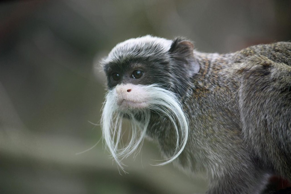 An Emperor tamarin with a long white mustache and gray and black fur looks to the side.