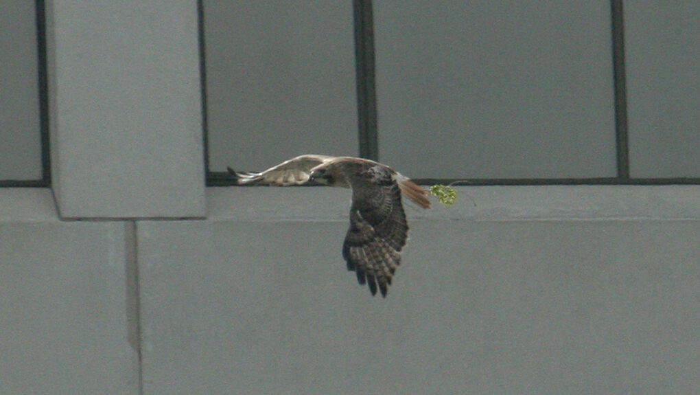 A Red-tailed Hawk flying around downtown buildings