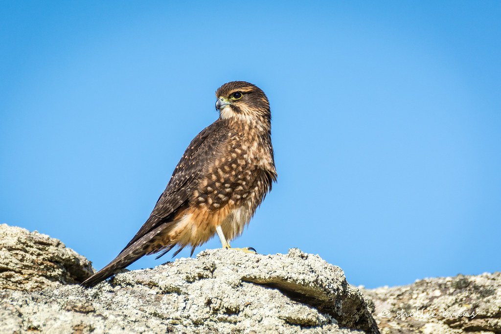 A keen-eyed New Zealand Falcon with brown and speckled plumage perches on a rock under a clear sky.