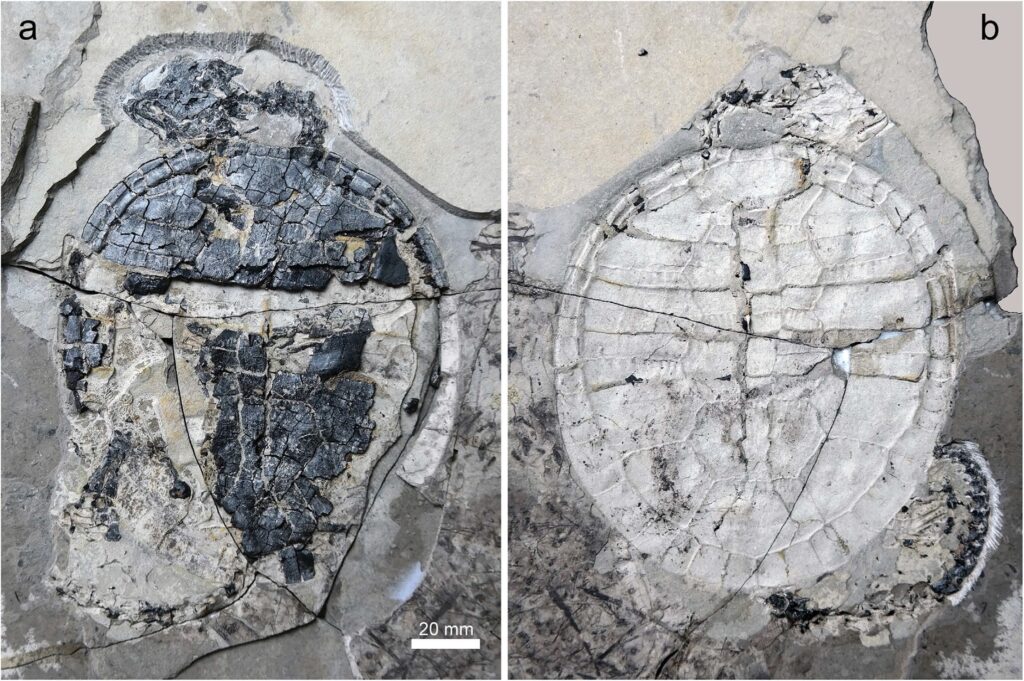 Two fossil impressions of a Xiaochelys ningchengensis shell are shown.