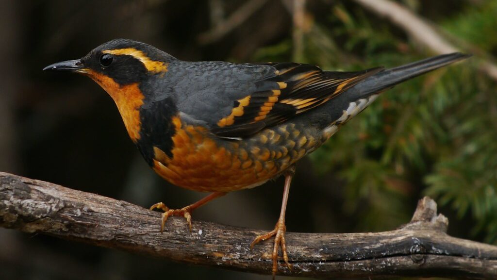 Varied Thrush perched on a tree branch