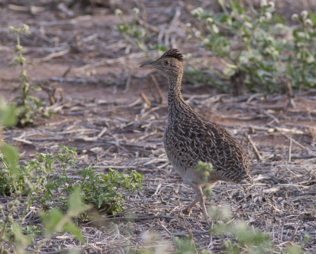 A Brushland Tinamou with mottled brown plumage stands on dry, sparse ground.
