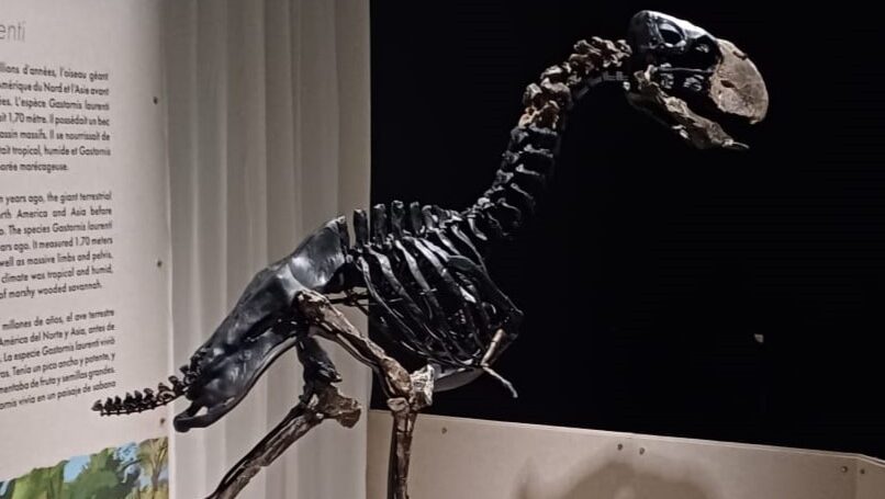 Reconstruction of Gastornis laurenti displayed at the Muséum de Toulouse
