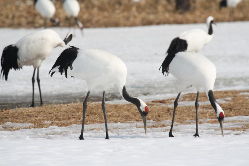 Several Red-crowned Cranes with distinctive red caps forage in a snowy field.