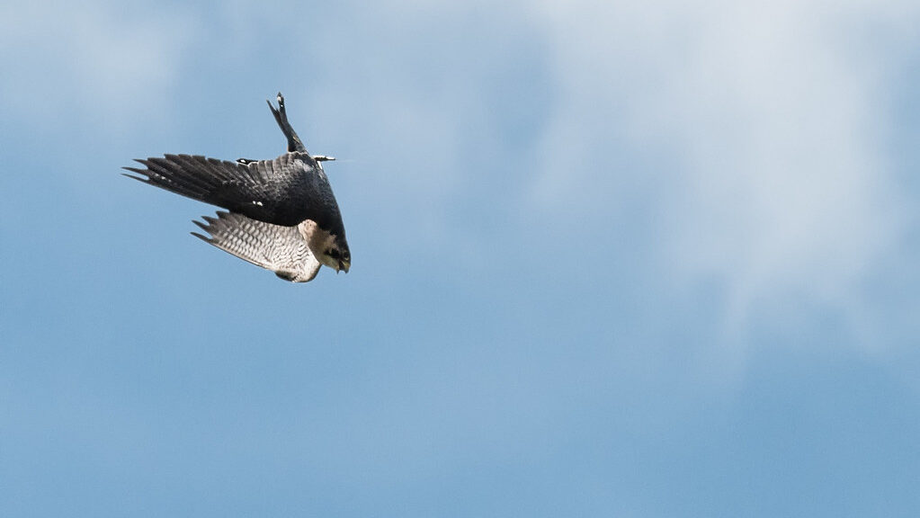 Peregrine Falcon diving at high speed