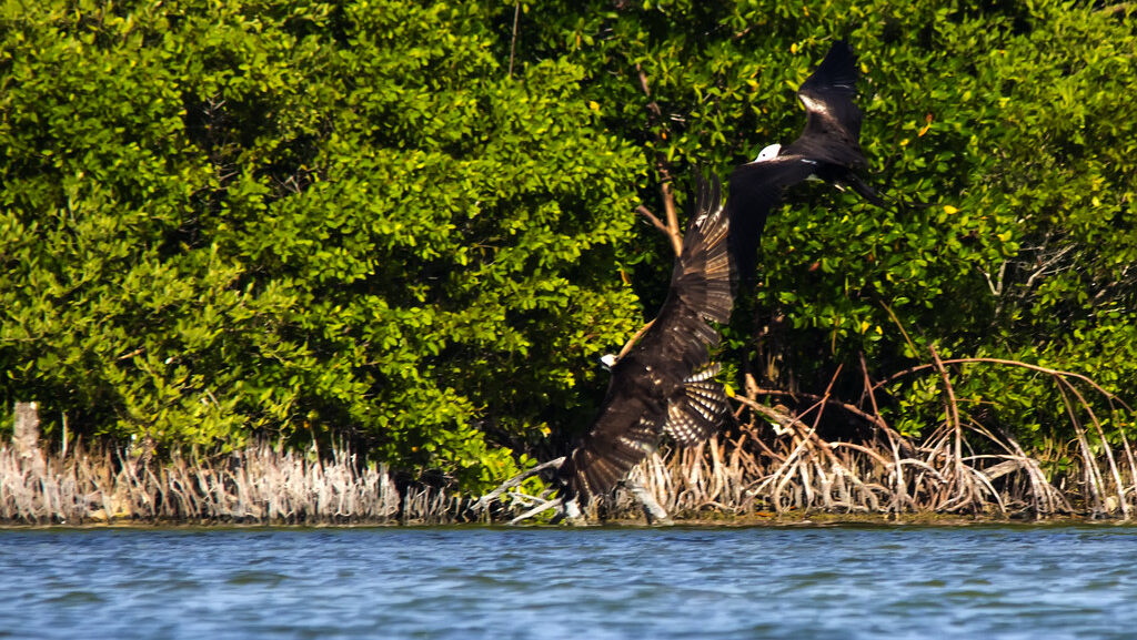 Osprey and Frigatebird engaged in mid-air fight over captured fish