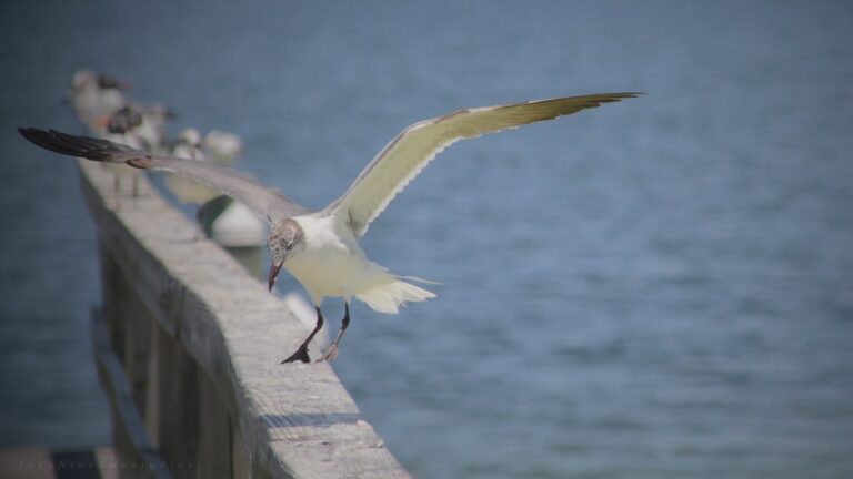 A graceful Laughing Gull lands on a wooden fence next to the blue water.