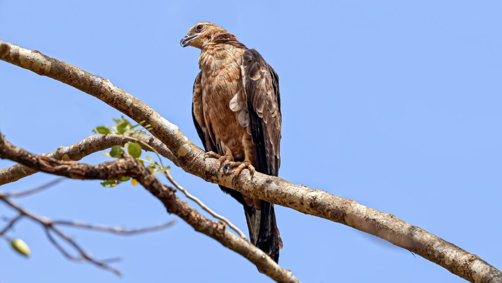 Crested Honey Buzzard resting on a branch