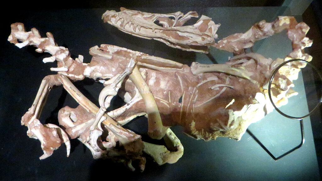 Velociraptor fossil on display at the American Museum of Natural History