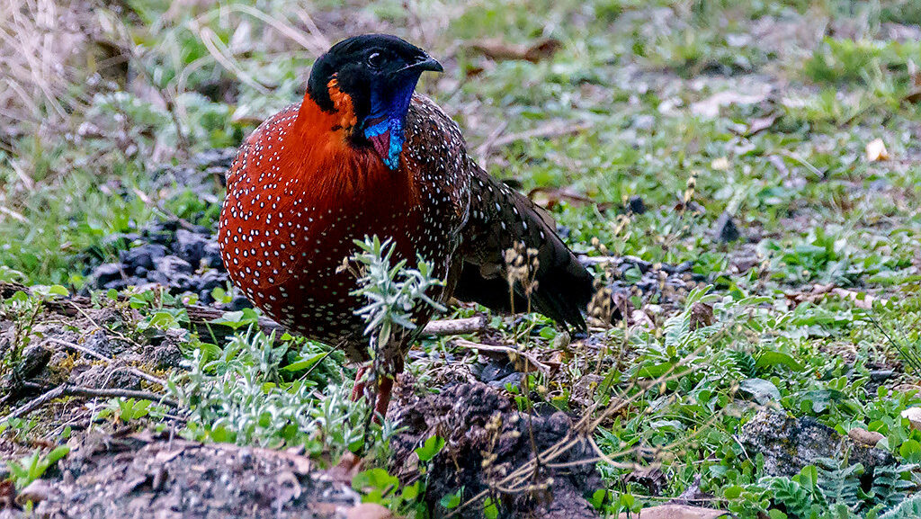 Satyr Tragopan bird roaming through the forested trails of Thrumshingla National Park, Bhutan