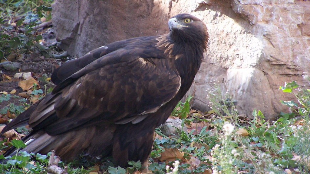 Female Golden Eagle standing on a grassy ground