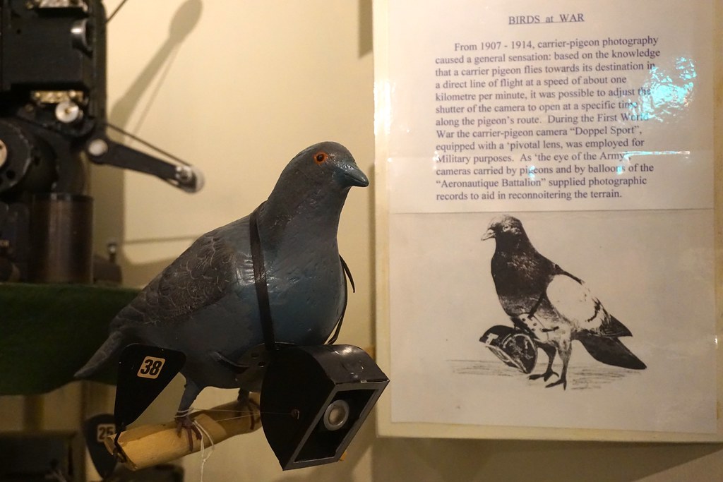 A taxidermied pigeon with a camera attached is displayed next to an informational plaque.