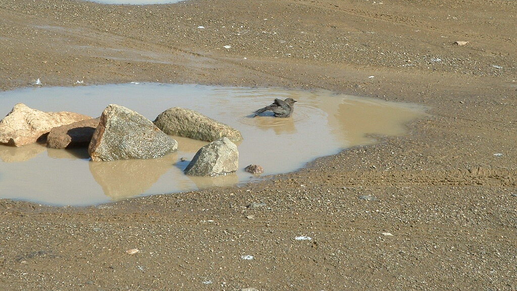 Bird taking a mud bath in a shallow puddle on a dirt surface