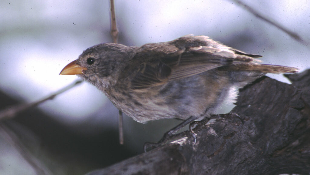 Mangrove Finch crouched on a branch, alert and scanning its surroundings