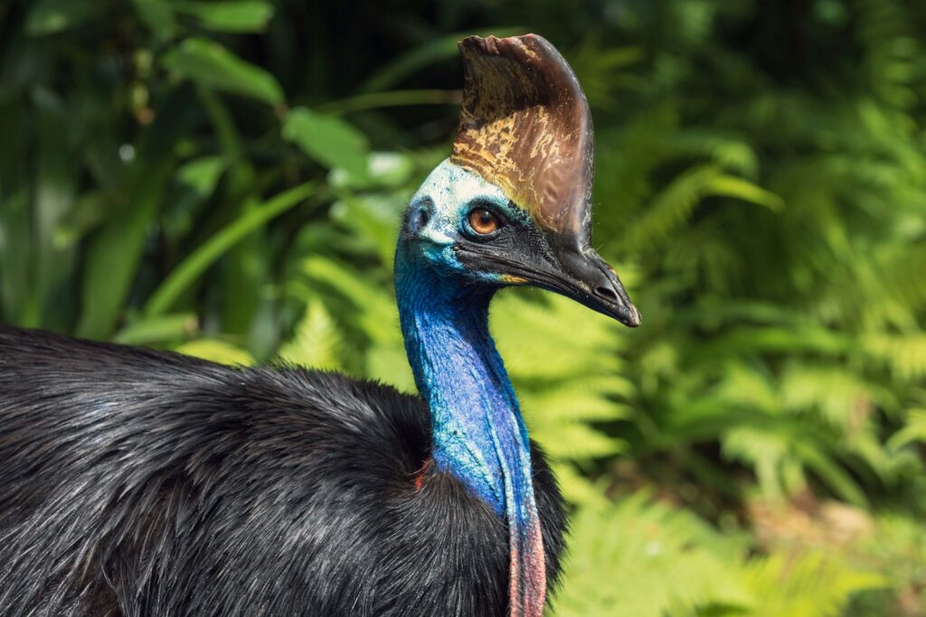 A Cassowary's head and neck, showing its prominent casque and vibrant blue and purple skin.