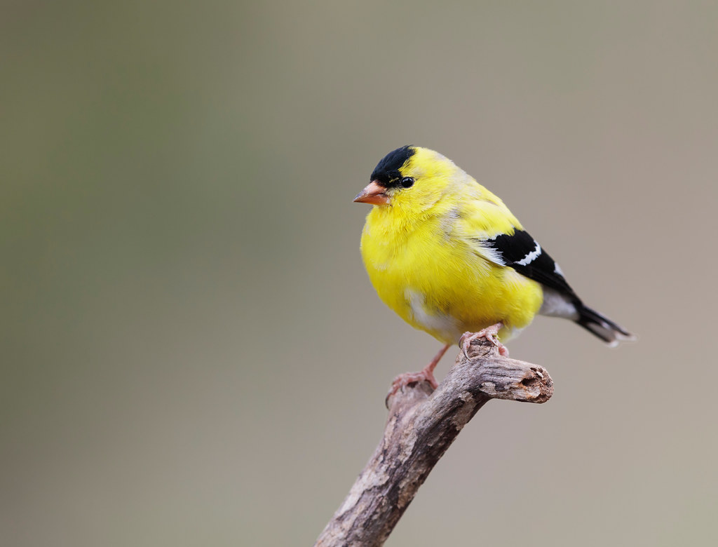 An American goldfinch with bright yellow plumage and a black cap perches on a branch.