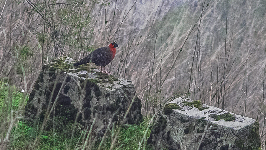 Satyr Tragopan standing on a mossy roadblock surrounded by dense foliage