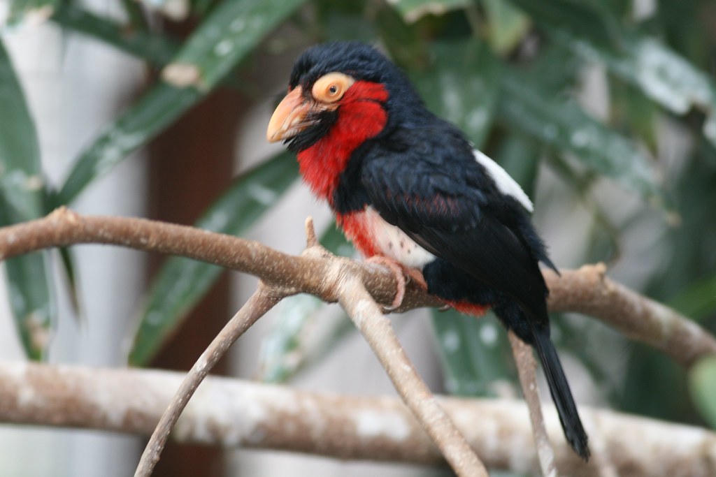 A colorful Bearded Barbet with red, black, and white plumage perches on a branch.