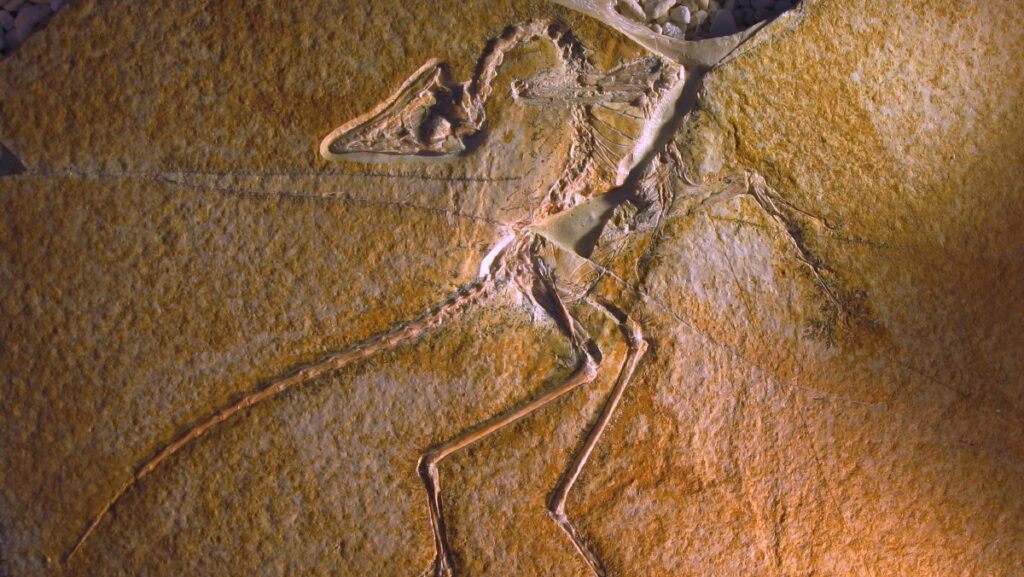 Archaeopteryx lithographica, Eichstätter specimen, as displayed on the Munich Mineral Show 2009.