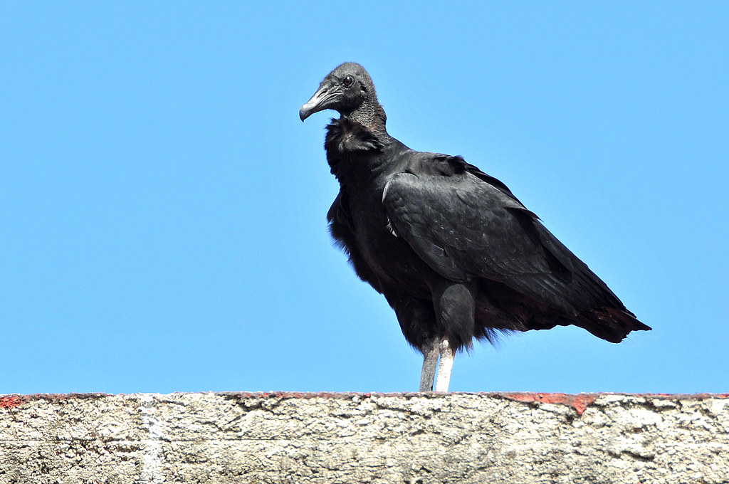 A Black Vulture with dark plumage and a bare grey head stands against a blue sky.
