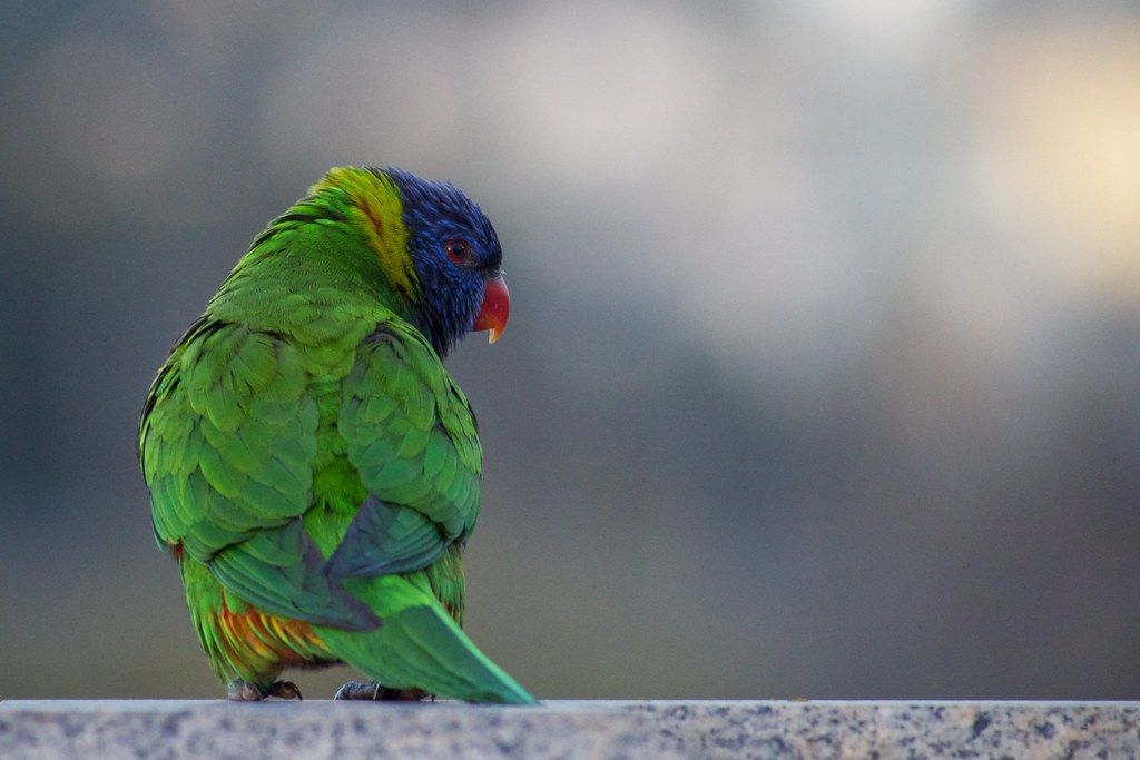 A vibrant green parrot with a blue head and red beak perches on a surface, looking back.