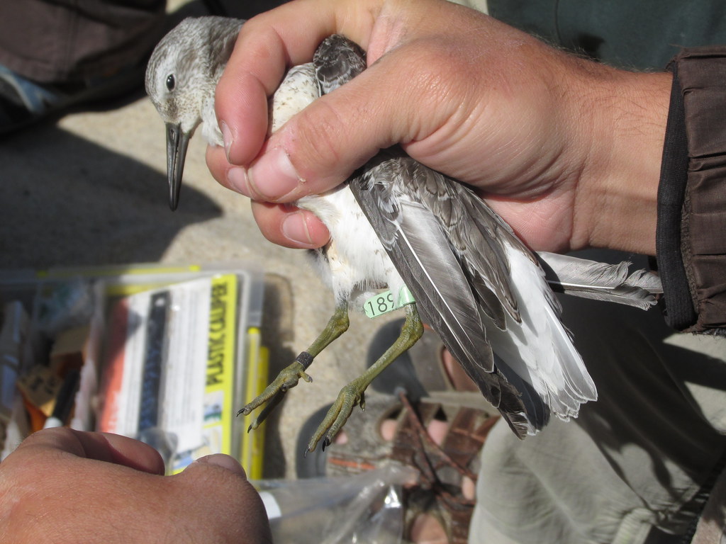 A person gently holds a Sanderling with a leg band, likely for research.