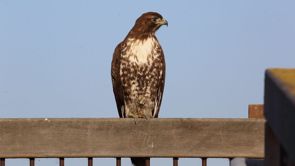 A red-tailed hawk perches on a wooden beam, looking keenly to its right.
