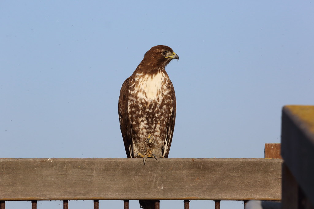 A red-tailed hawk perches on a wooden beam, looking keenly to its right.