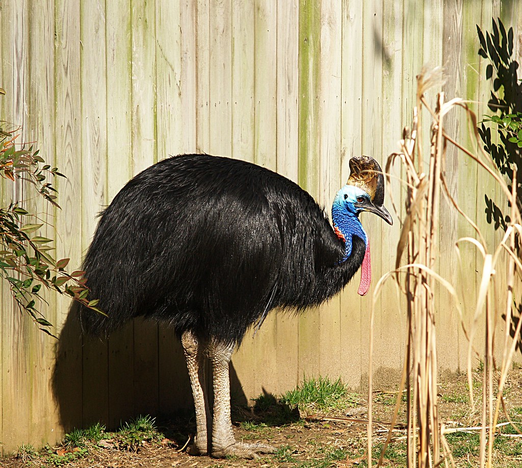 A Southern Cassowary with a casque and colorful neck stands next to a wooden fence.