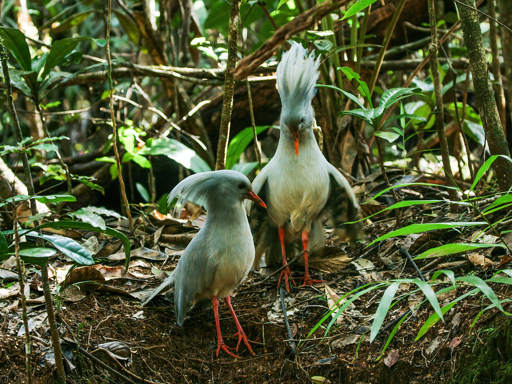 Two pale kagou birds, one with fanned crest, stand on the forest floor among green plants.