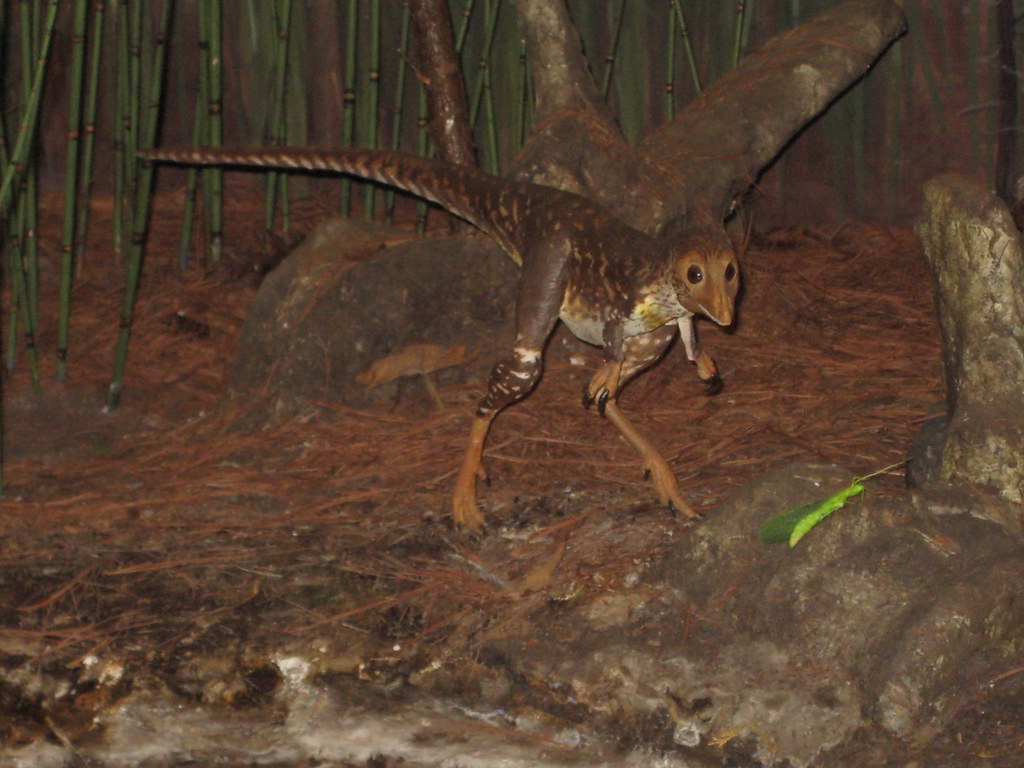 A model of a Scipionyx, a small feathered dinosaur, stands in a naturalistic exhibit.