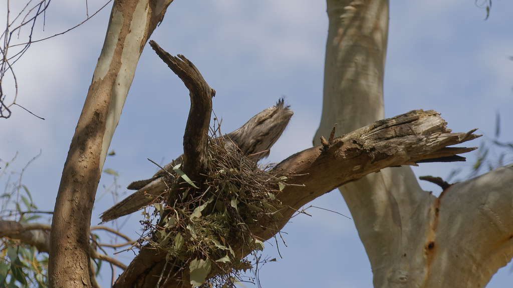A Tawny Frogmouth, camouflaged as a branch, sits on its nest in a tree.