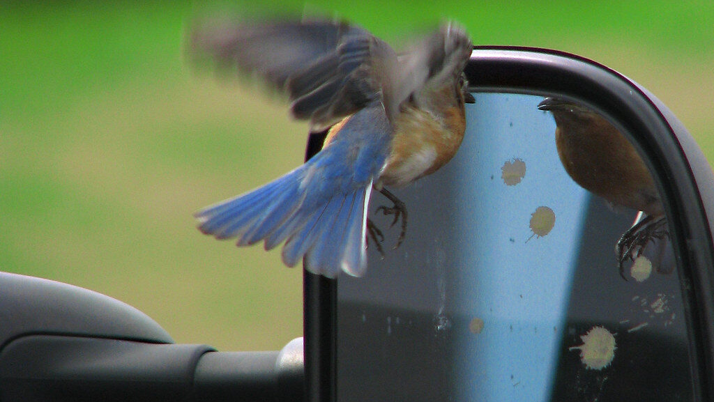 Bluebird mid-flight attacking a car side mirror
