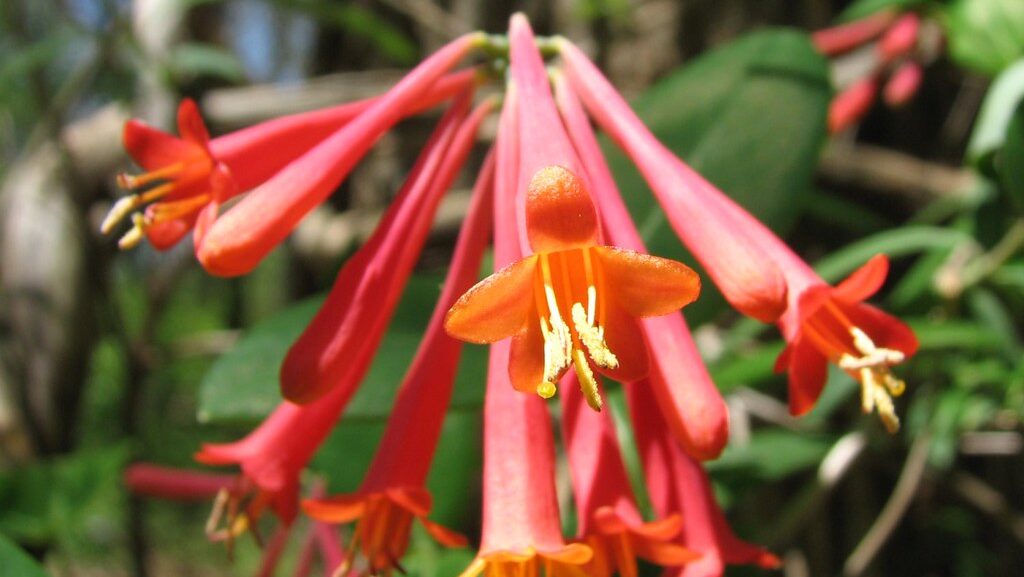 Bright red trumpet honeysuckle flowers