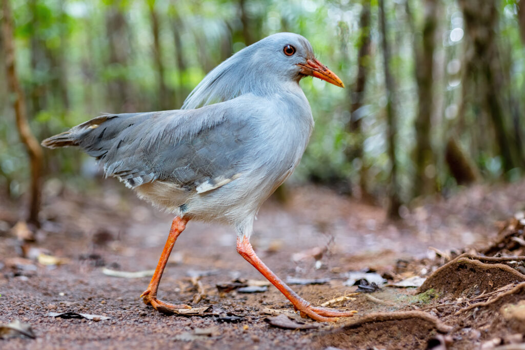 A Kagu with grey-blue plumage, a crest, and orange-red legs walks on a forest floor.