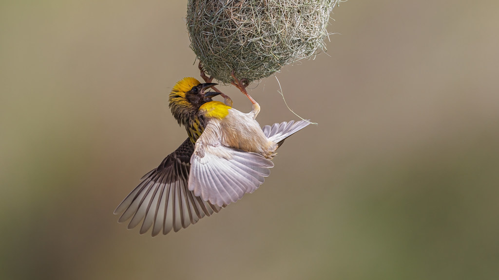 A Baya Weaver clings to its woven nest with wings spread, likely constructing it.