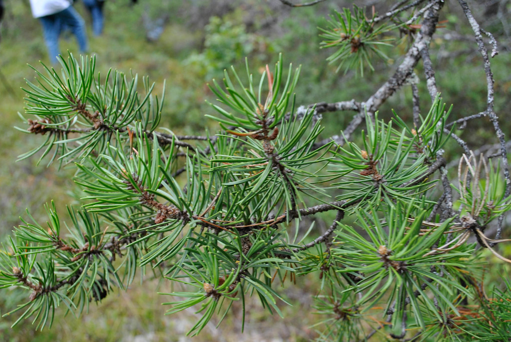 Bright green pine needles cluster on a branch, with a soft focus background.