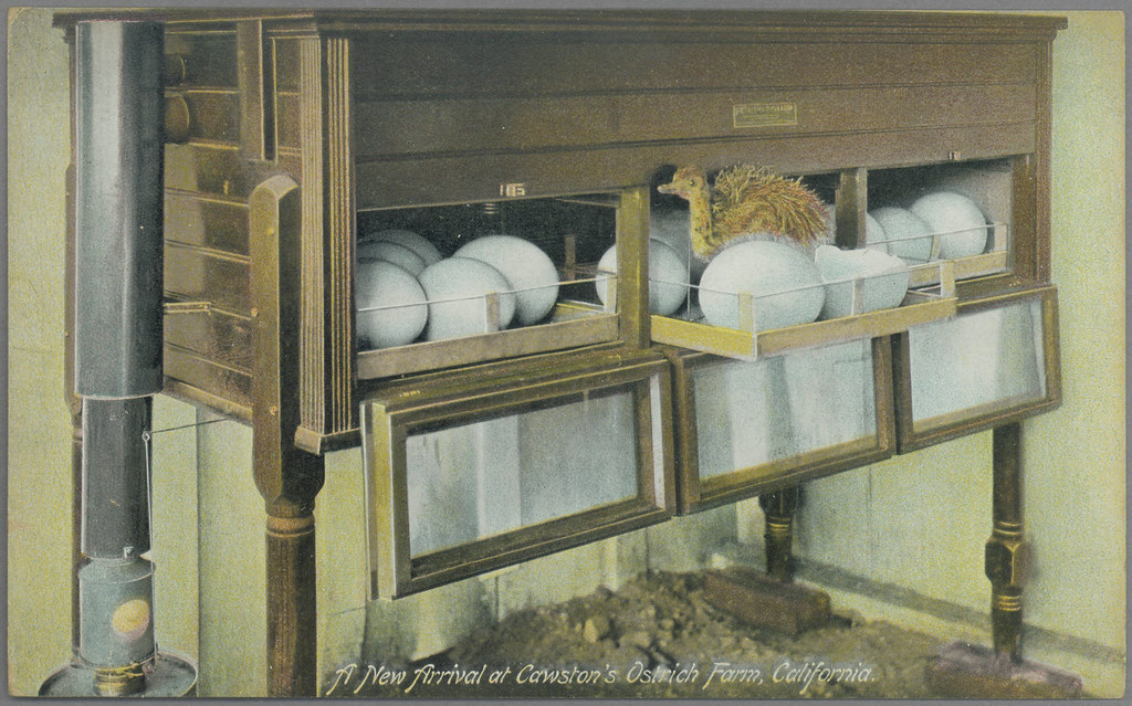 A wooden incubator holds large ostrich eggs and a fluffy ostrich chick.