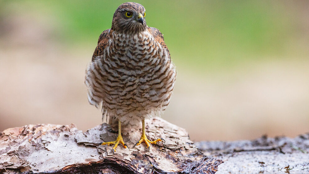Juvenile Eurasian Sparrowhawk perched on a piece of wood above a puddle