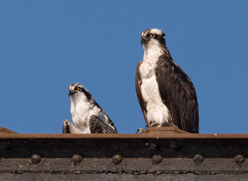 Two Falcons with striking facial markings perch on a dark beam under a blue sky.