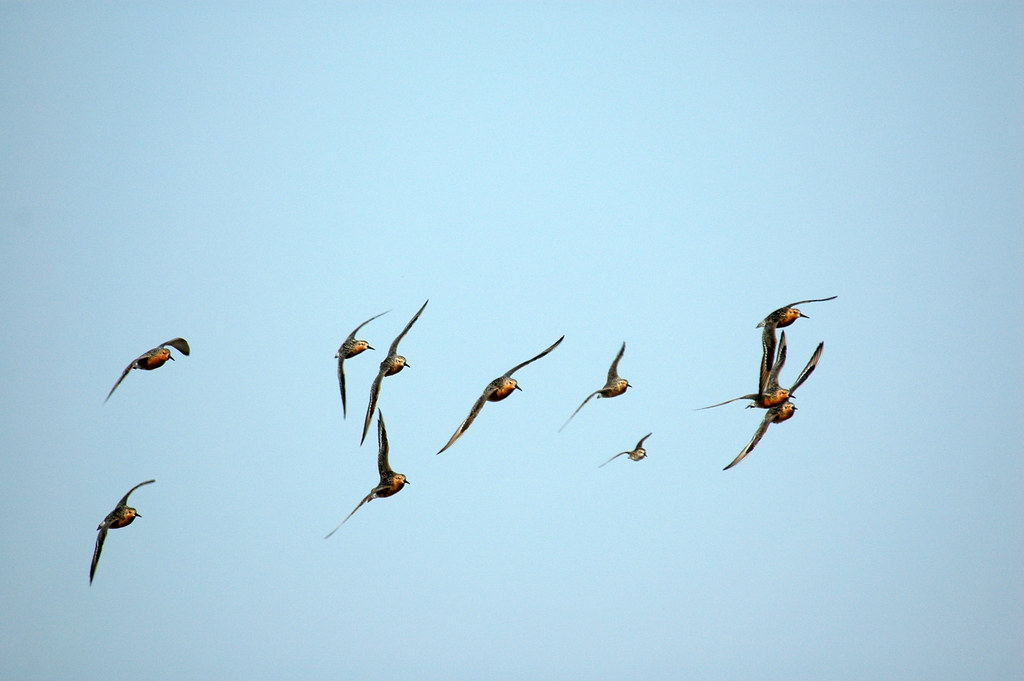 A flock of Red Knots gracefully flies across a pale blue sky, their wings outstretched in unison.