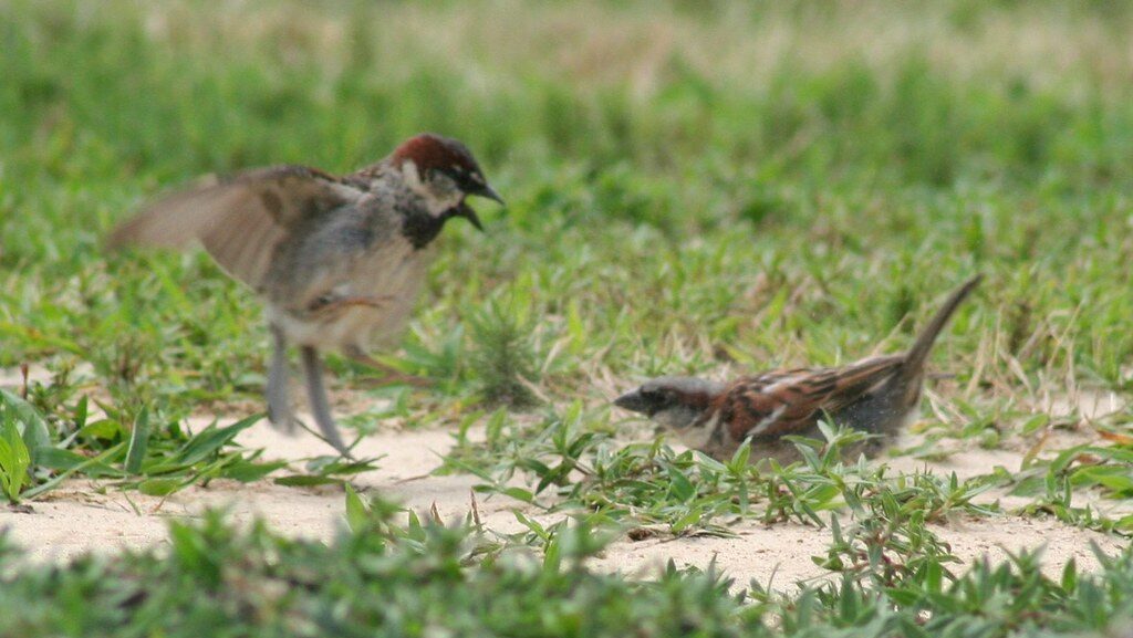 Pair of sparrows on dry soil, one dust bathing, one chirping