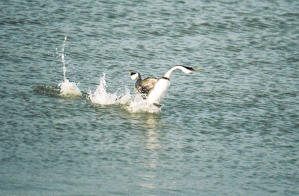 Two Western Grebes run side-by-side across the water, creating large splashes.