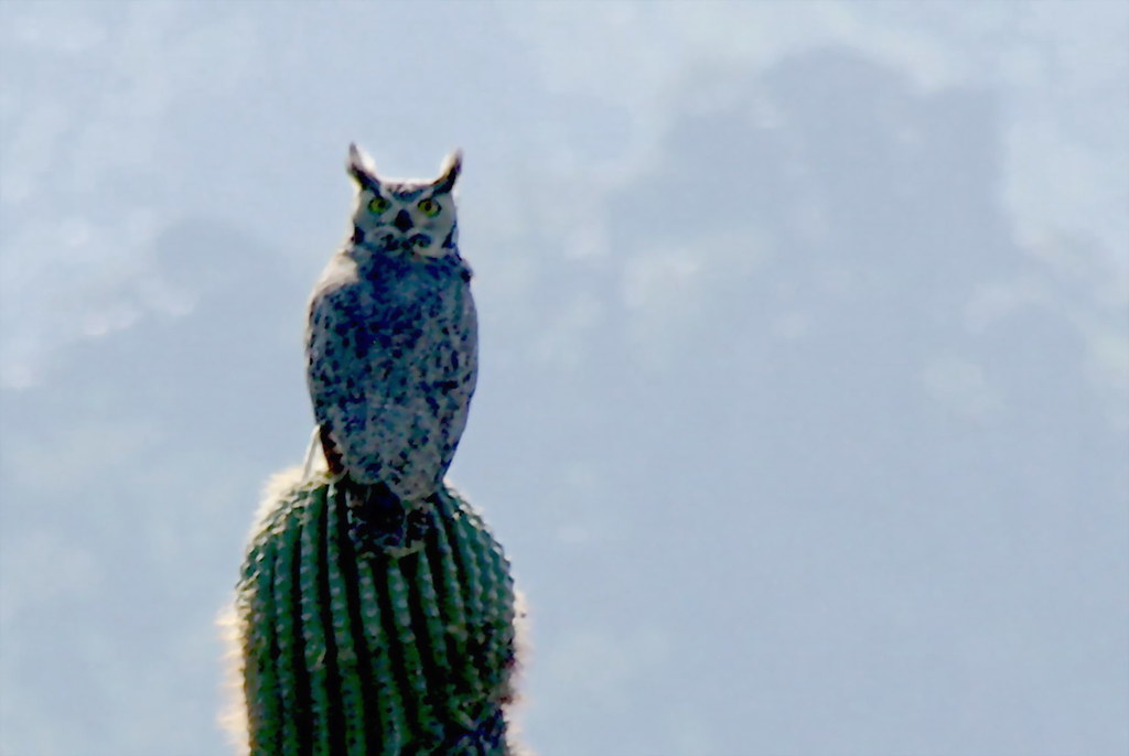 A great horned owl perches atop a saguaro cactus, looking intently forward.