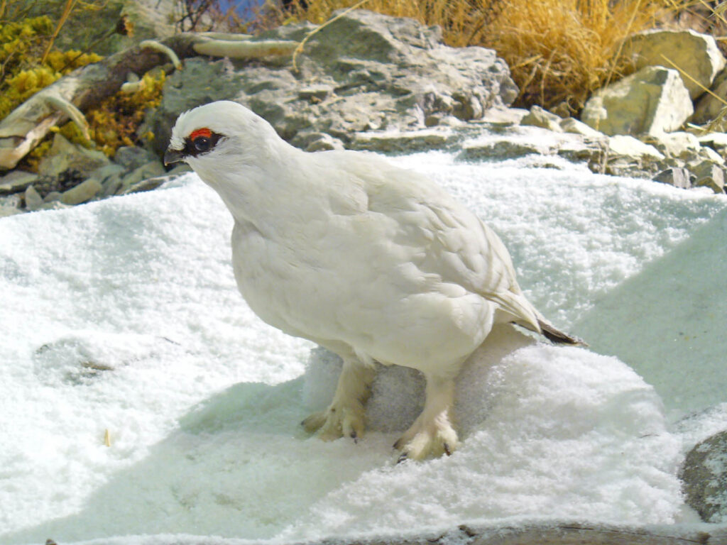 A Rock Ptarmigan in white winter plumage stands on snow, showing its red wattle.